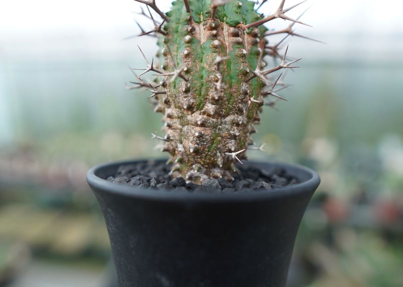 ユーフォルビア 群星冠 Euphorbia stellispina | mana's farm