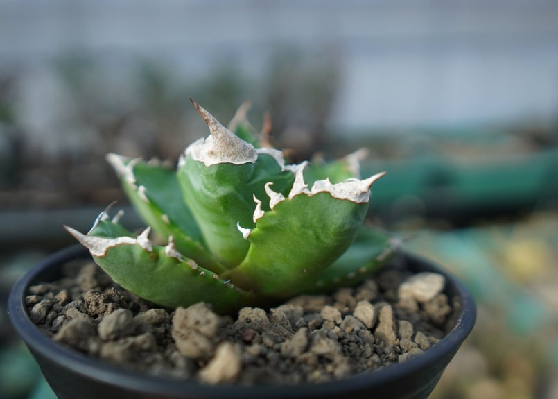 アガベ チタノタ ホワイトファイヤー agave titanota white fire 白火