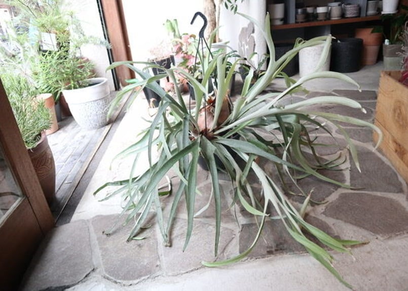 ビカクシダ ビーチー | mana's farm:塊根植物・アガベ・ドライガーデン