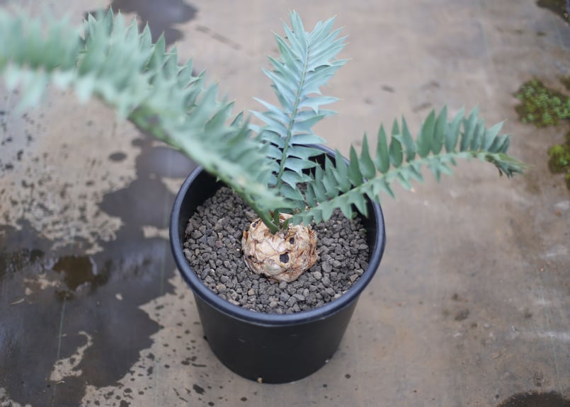 エンセファラルトス アレナリウス | mana's farm:塊根植物・アガベ