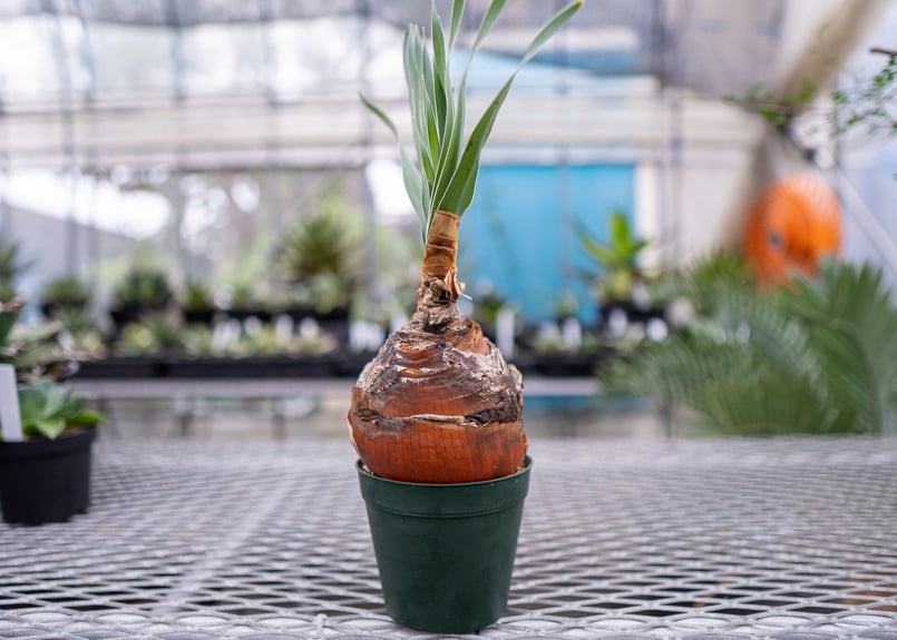 ブーファン ディスティチャ | mana's farm:塊根植物・アガベ・ドライ