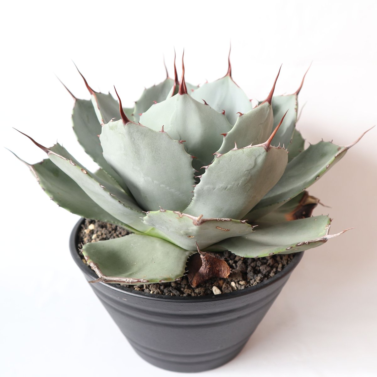 アガベ パリー トランカータ | mana's farm:塊根植物・アガベ・ドライ