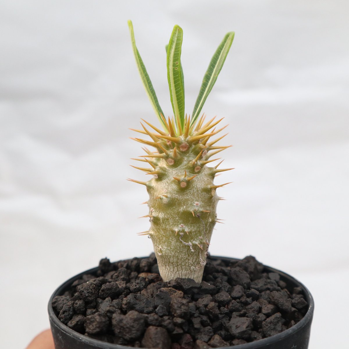 パキポディウム アンボンゲンセ 実生 №5 | mana's farm:塊根植物