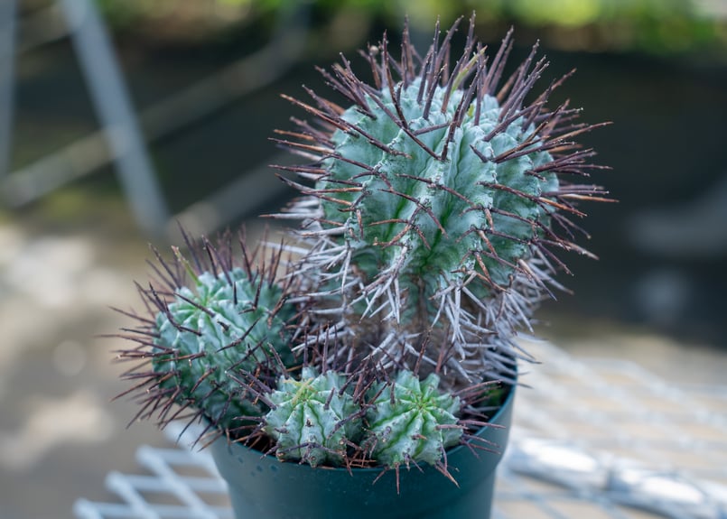 ユーフォルビア ホリダ マジョール | mana's farm:塊根植物・アガベ