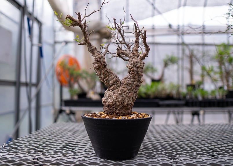 オペルクリカリア パキプス | mana's farm:塊根植物・アガベ・ドライ