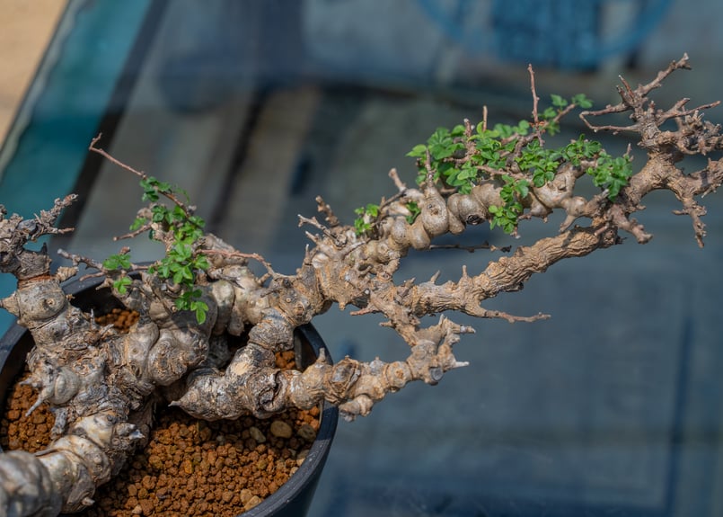 コミフォラ エイル 特選株 | mana's farm:塊根植物・アガベ・ドライ