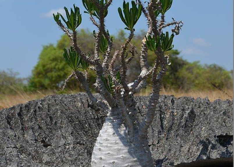 パキポディウム アンボンゲンセ | mana's farm:塊根植物・アガベ