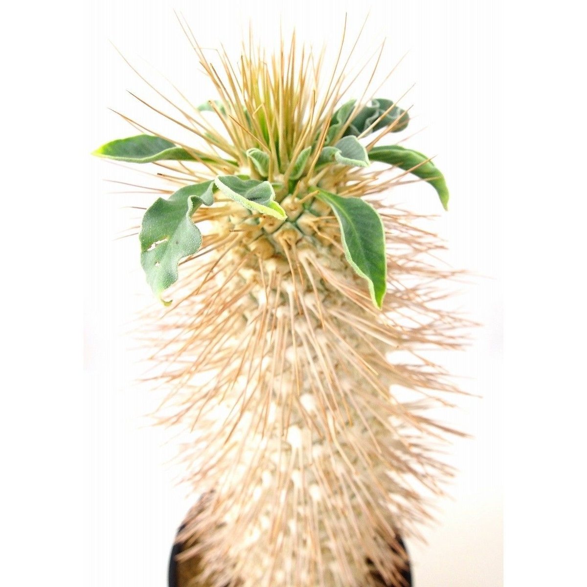 Pachypodium namaquanum パキポディウム ナマクアナム 光堂 | mana