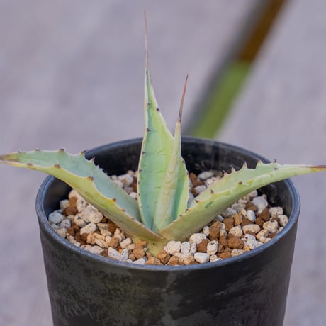 アガベオバティフォリア | STORES