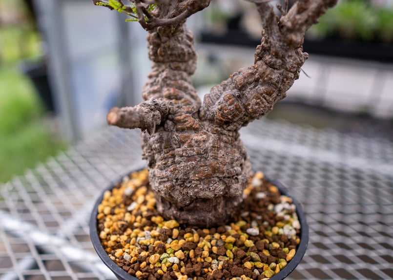 オペルクリカリア パキプス | mana's farm:塊根植物・アガベ・ドライ