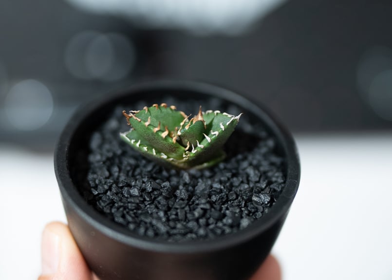 アガベ オテロイ 選抜 沖縄実生株 | mana's farm:塊根植物・アガベ