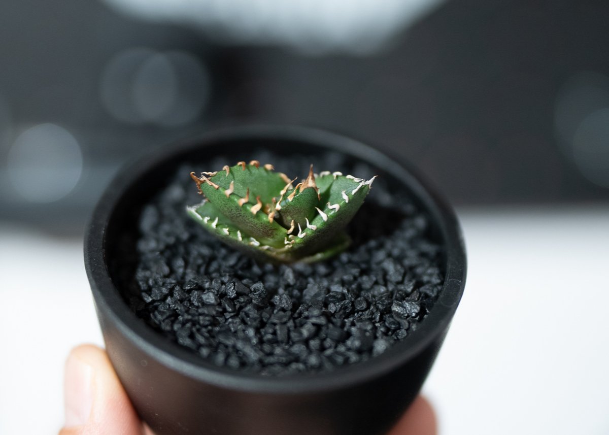 アガベ オテロイ 選抜 沖縄実生株 | mana's farm:塊根植物・アガベ