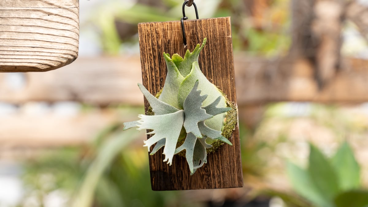 P. willinckii 'Jewel' (spore) | mana's farm:塊根植