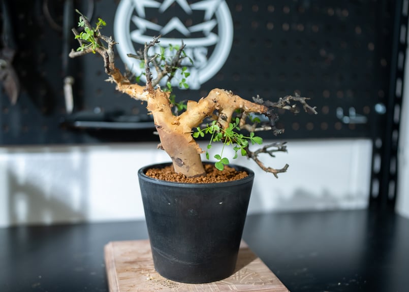 コミフォラ カタフ | mana's farm:塊根植物・アガベ・ドライガーデン