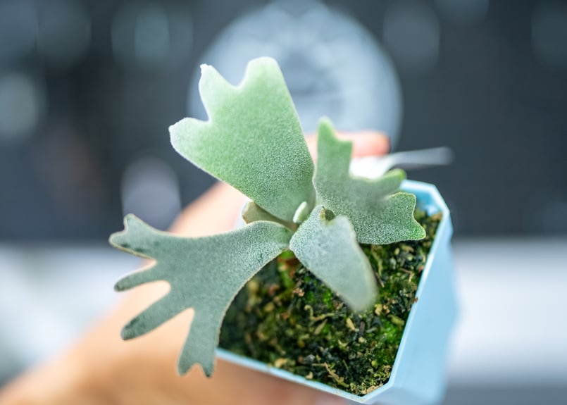 ビカクシダ ウィリンキー・バクテリア p.willinkii bacteria | mana'