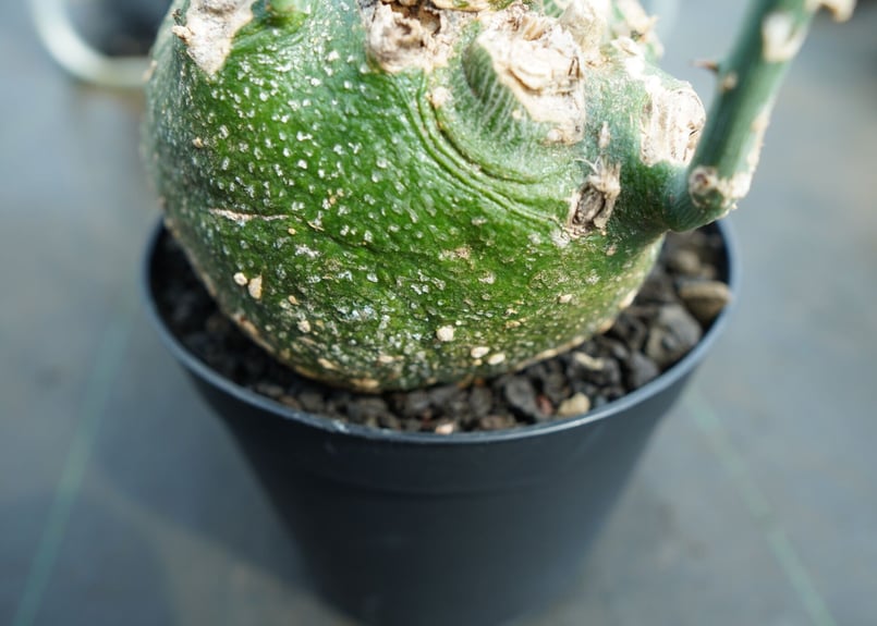 アデニア グロボーサ Adenia globosa | mana's farm:塊根植物・アガ