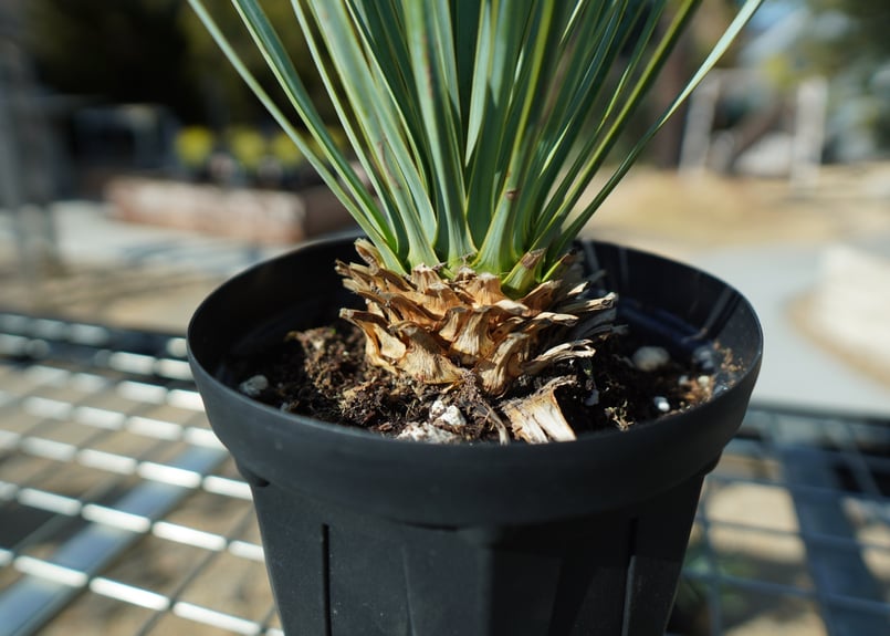 ユッカ ロストラータ No.3 | mana's farm:塊根植物・アガベ・ドライ