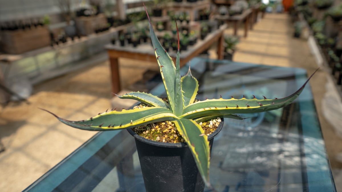 fit=scale-down,w=1200