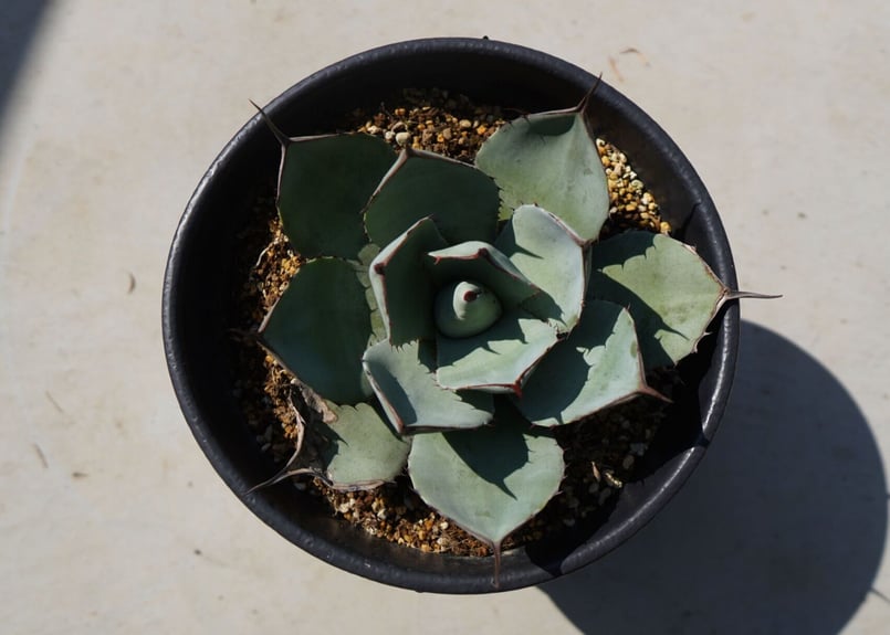 アガベ パリートランカータ NO.2 | mana's farm:塊根植物・アガベ