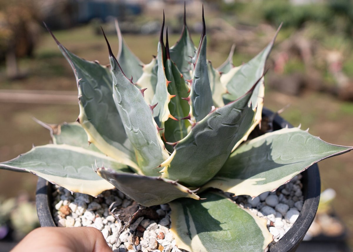 Agave parrasana 'Impressionist' カキコ | mana's fa