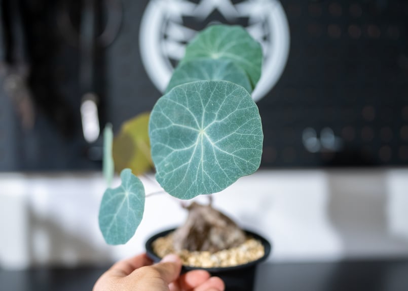 ステファニア カウィーサキー | mana's farm:塊根植物・アガベ・ドライ