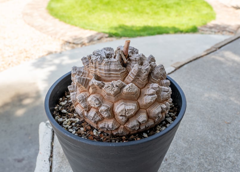 長谷川園芸産】亀甲竜 Dioscorea elephantipes 6寸 | mana's