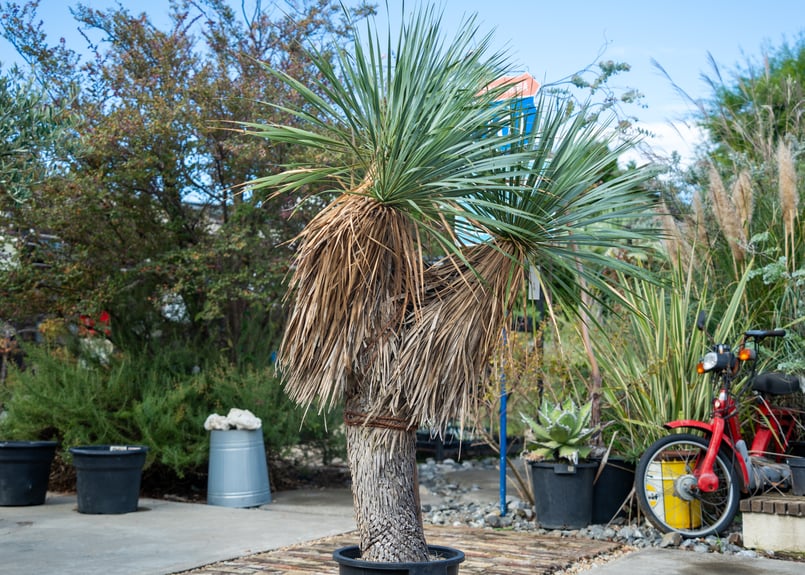 トリプルヘッドの超希少個体】ユッカ ロストラータ | mana's farm:塊根