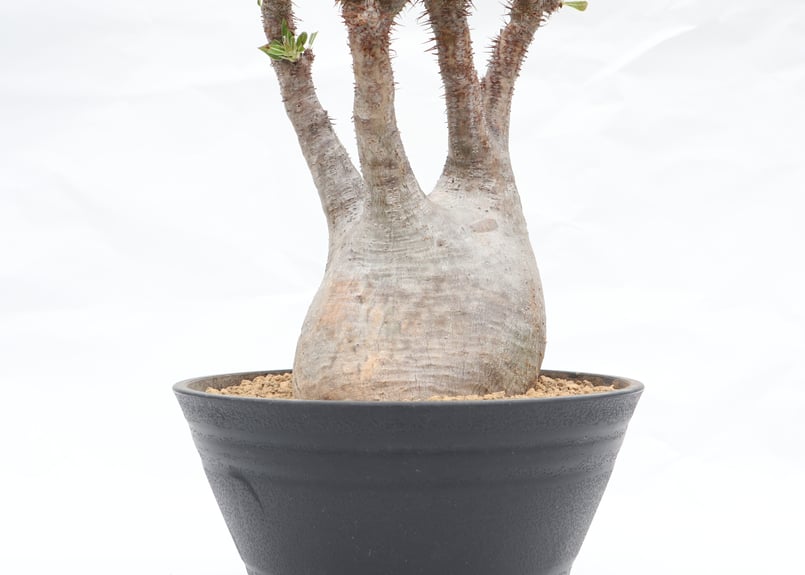 パキポディウム グラキリス 未発根 | mana's farm:塊根植物・アガベ