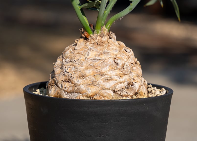 エンセファラルトス ホリダス | mana's farm:塊根植物・アガベ・ドライ