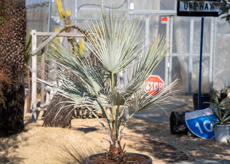 ブラヘア アルマータ | mana's farm:塊根植物・アガベ・ドライガーデン