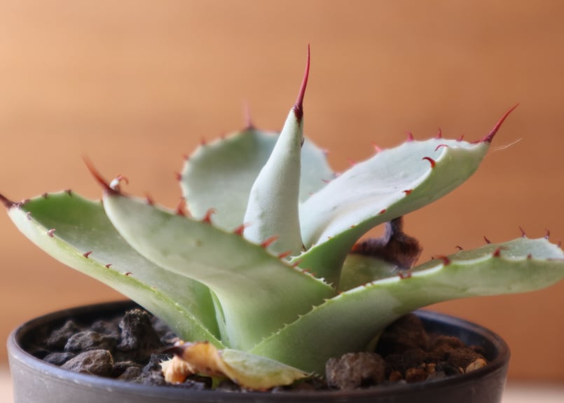 コジマウス　パリートランカータ アガベ・パリー トランカータ｜Agave parryi var. truncata | DESERT INC.