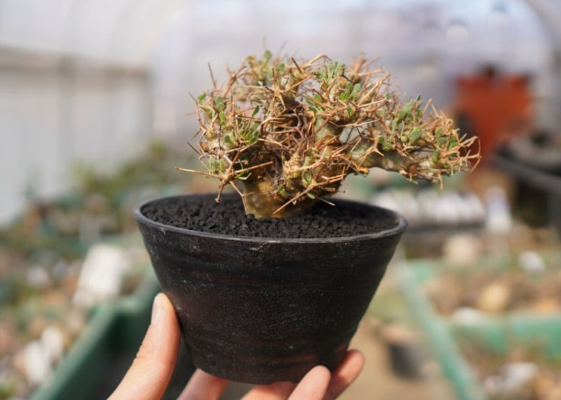 発根済み】オトンナ・ユーフォルビオイデス Othonna euphorbioides No.