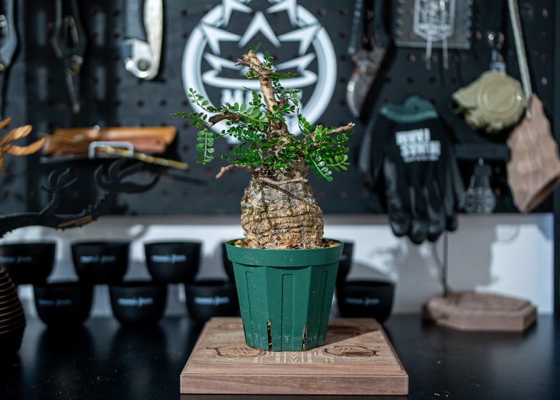 オペルクリカリア パキプス Operculicarya pachypus No.1 | man