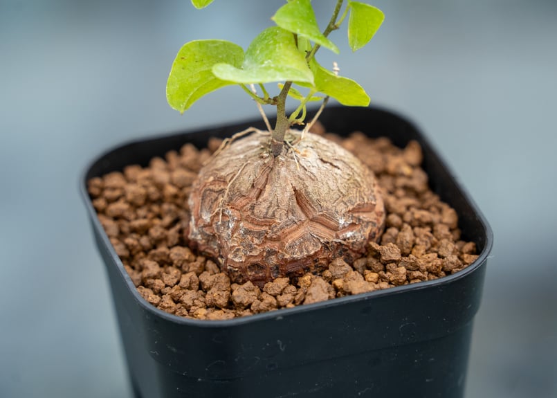 亀甲竜 | mana's farm:塊根植物・アガベ・ドライガーデン植物販売|マナ