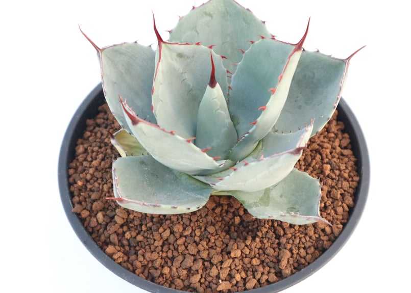 アガベ パリー トランカータ Agave parryi truncata huntington