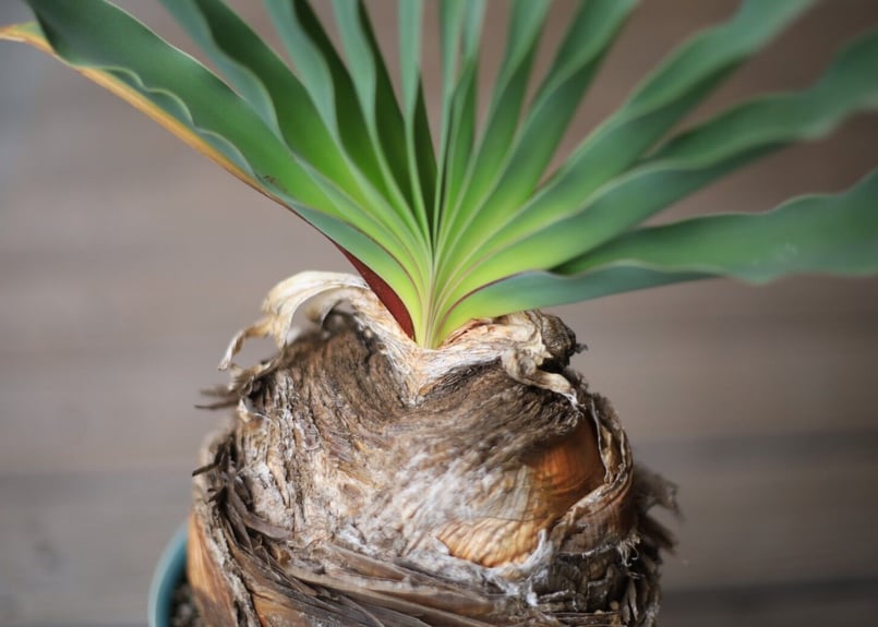 ブーファン Boophane | mana's farm:塊根植物・アガベ・ドライガーデン