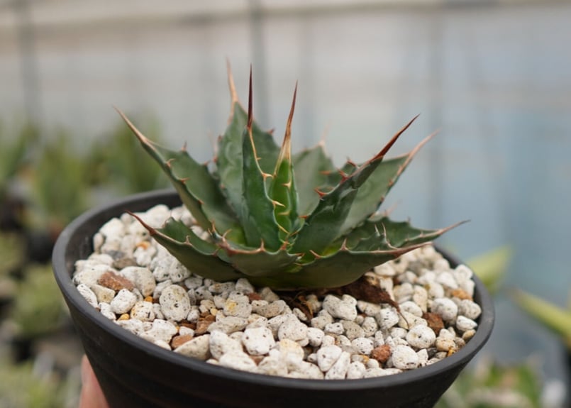 アガベ モンタナ | mana's farm:塊根植物・アガベ・ドライガーデン植物