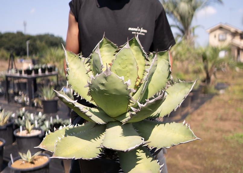 Agave Fo-76 特選特大株のカキコ株 | mana's farm:塊根植物・アガベ・ド