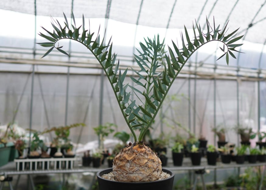 超希少ソテツ】エンセファラルトス・ホリダスの魅力に迫る！ | mana's