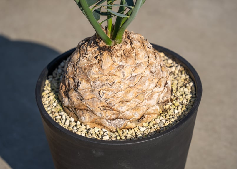 エンセファラルトス ホリダス | mana's farm:塊根植物・アガベ・ドライ