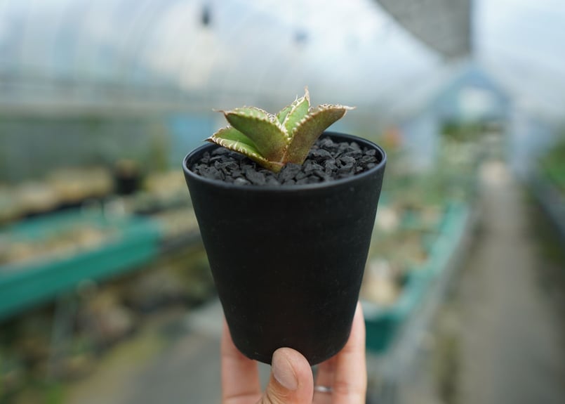 アガベ チタノタ 追星 agave titanota cok | mana's farm:塊根