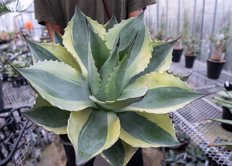 ラスト一株 アガベ オバティフォリア オルカ | mana's farm:塊根植物