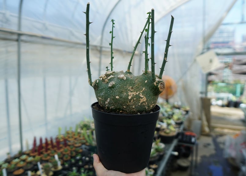 アデニア グロボーサ Adenia globosa | mana's farm:塊根植物・アガ