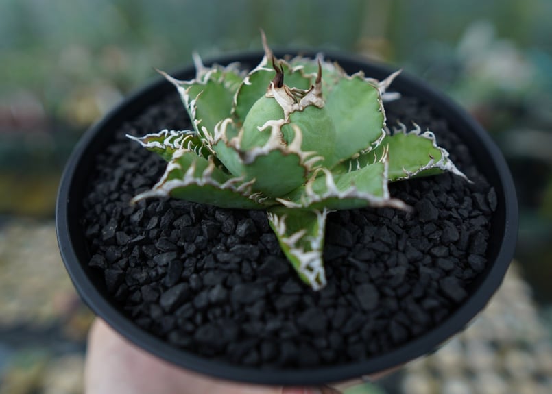 アガベ チタノタ フィリグリー 4株 現品お届け】アガベ 4号 チタノタ