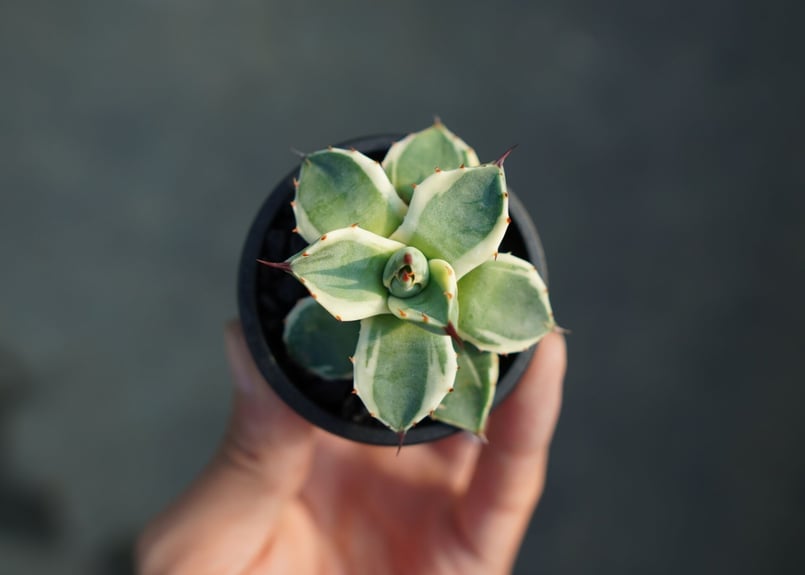 抜き苗】アガベ クリームスパイク Agave Cream Spike | mana's fa