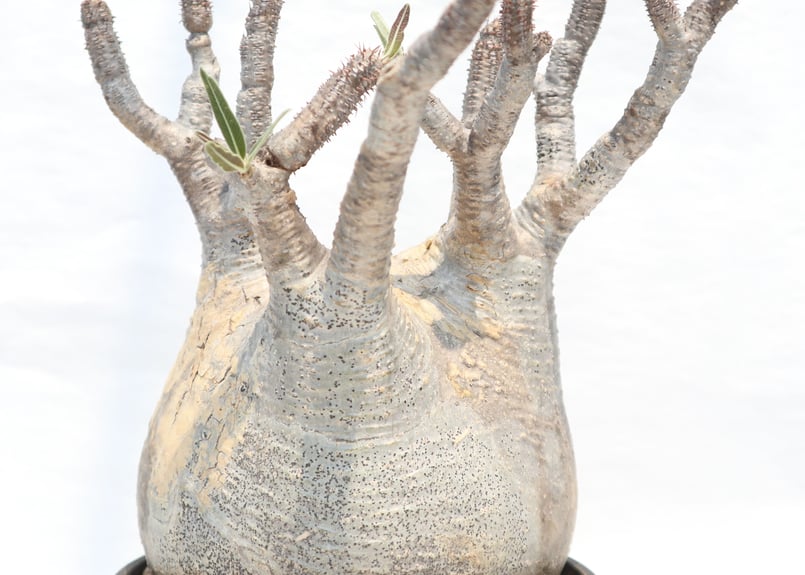 パキポディウム グラキリス No.117 未発根 | mana's farm:塊根植物・ア