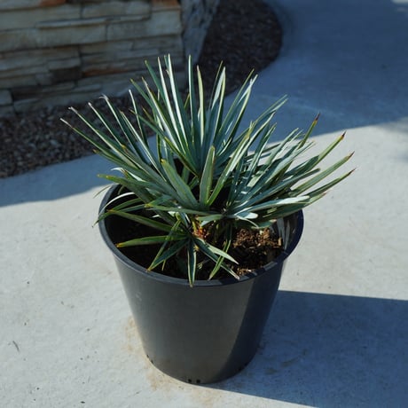 チャメロプス | STORES