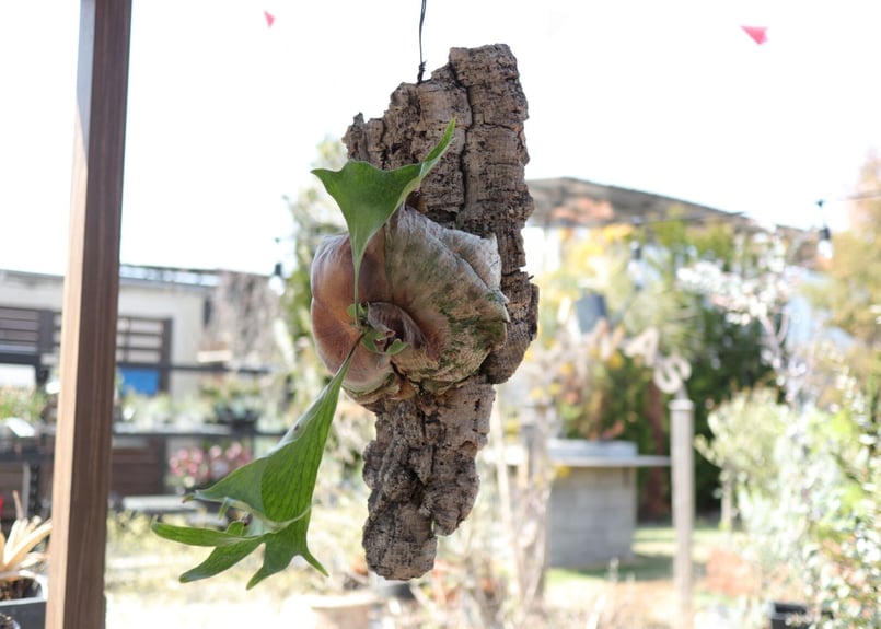 ビカクシダ コルク付け《7》 | mana's farm:塊根植物・アガベ・ドライ