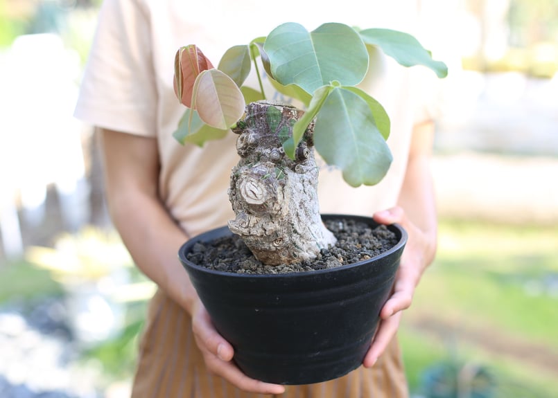 ボンバックス エリプティクム | mana's farm:塊根植物・アガベ・ドライ