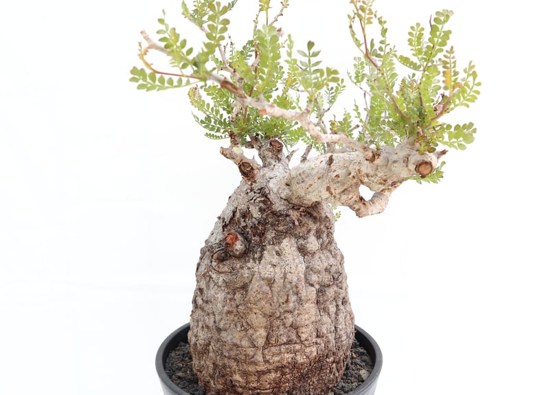 オペルクリカリア パキプス | mana's farm:塊根植物・アガベ・ドライ